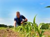 Eerste gevolgen van droogte zichtbaar op maispercelen