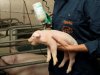 Varkensdierenarts: 'Vroeg vaccineren is voordelig bij PRRS'