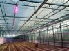 Glastuinders tonen meer belangstelling voor led