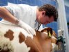 Dierenarts: 'Longwormen vinden is vooral luisteren'