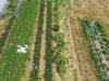 Drone telt bloemen en voorspelt aardbeienoogst