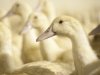 Derde eendenbedrijf getroffen door vogelgriep, dit keer in Nijkerk