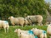 Blauwtong hakt erin bij schapen en koeien