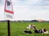 Helft boeren gokt op versoepeling stikstofdoelen