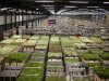 FloraHolland verkoopt 464 miljoen bloemen voor Valentijnsdag