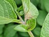 App ondersteunt aardappeltelers in strijd tegen phytophthora