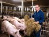 Varkenshouder Geijsel: 'Ik stoei met de vraag hoe het nu verder moet'