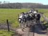 Dutch Dairy Platform helpt melkveehouders met innoveren