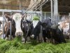 Subsidieregeling voor extensivering melkveehouderij op 1 juni open