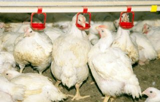 Avined start pilot naar verminderen letselschade vleeskuikens
