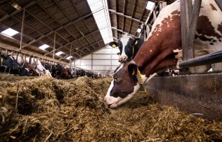 'Dierenarts heeft van runderbesnoitiose gehoord, maar daar blijft het vaak bij'