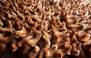 Jaar start slecht voor pluimveesector