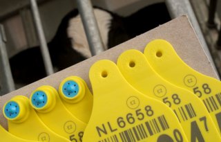 Strengere oormerkwetgeving is theorie