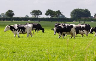 Stikstofbeleid in België onder vergrootglas