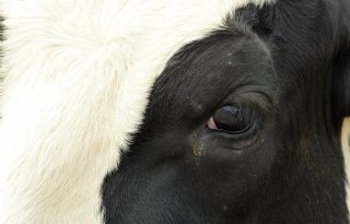 LTO: 'Melkveesector onterecht in kwaad daglicht gesteld'