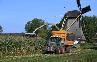 Veredelaar vindt maisteelt groener dan teelt van gras