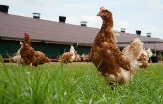 Risico op vogelgriep inschatten blijft lastig