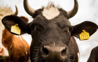 Onduidelijkheid rond fosfaatrechten bij opkoop bedrijven