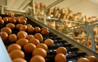 Pluimveesector gaat niet in cassatie tegen uitspraak fipronil