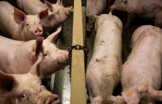 Varkensprijs gaat voorzichtig iets omhoog