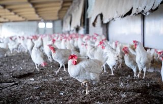 Geen vogelgriep in 3 kilometerzone Sint-Oedenrode