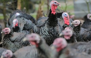 Vogelgriep: voor de derde keer binnen een week raak in Limburg