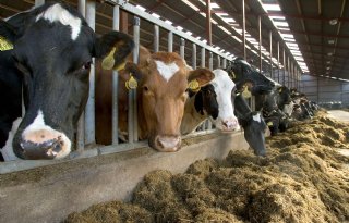 Netwerk Grondig klaar met politiek gedraai rond grondgebondenheid