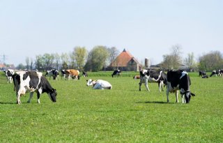 'Kabinet-Rutte IV is geen goed plan'