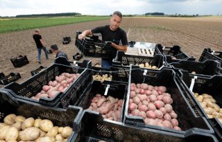 Akkerbouwgewassen zuchten onder extreme hitte