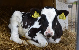 Niet-melders doodgeboren kalveren onterecht geblokkeerd