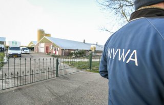 Vaccineren enige oplossing tegen hoogpathogene vogelgriep