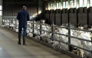 Webinar zinvolle tool voor dierenarts