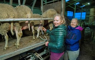 Zussen gaan voor grotere schapentak