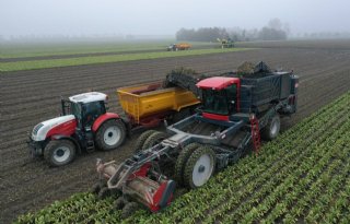 Loonbedrijf ontwikkelt rooimachine voor oogst van witlofpennen