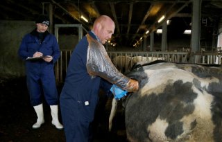 Vleesvee fokken op natuurlijke geboorten krijgt vorm