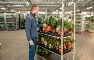 Brancheopleiding glastuinbouw is praktijkgericht