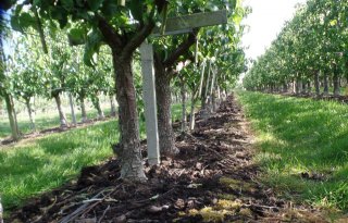 Fruitteler kan uit de voeten met organische mest