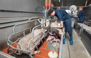 Jannink tevreden over biggen vroeg vaccineren tegen PRRS