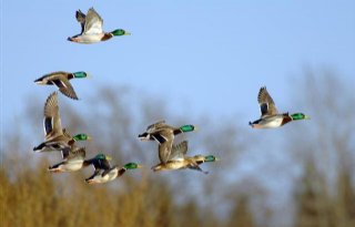 Ontwikkelen vogelgriepvaccin flinke opgave