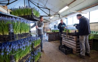 Verkoop muscari loopt vooral via klok