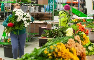 Decorum start directe afzet aan consument