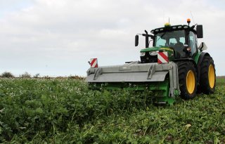 Nieuwe data nodig over aanvoer organische stof groenbemesters