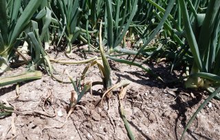 Stengelaaltje: hardnekkig en mysterieus