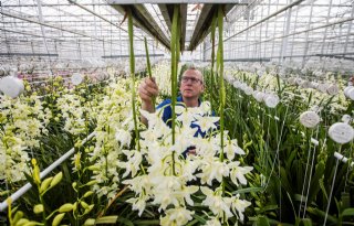 Kwekerij heeft 65 soorten minicybidium