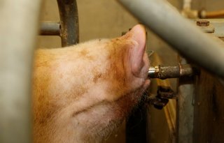 Laat zeug meer drinken voor vitalere biggen