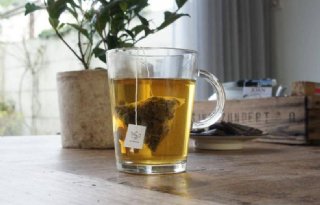 Nederlands theeplantgoed naar Vlaanderen