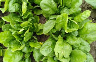 Boeren in China vernietigen gewassen vanwege strenge coronamaatregelen