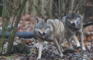 Drentse schapenhouder eist meer schadevergoeding na wolfaanvallen