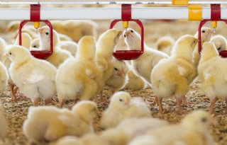 Vogelgriep vastgesteld bij vleeskuikens in het Brabantse Deurne