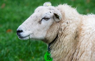 Schapen zijn duur door Brexit